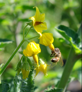 Honey bee on Solanum