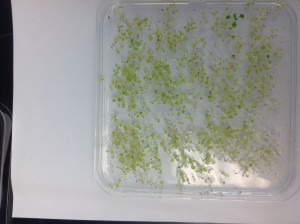 Kanamycin screen for transgenic plants